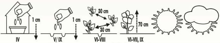 Robinson's Giant Tanacetums Seeds - Image 2