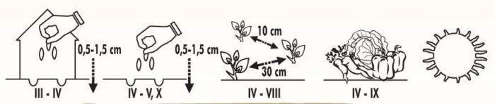 Grand Rapids Lettuce Seeds - Image 2