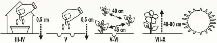 Sensation Ornamental Tobacco Seeds - Image 2