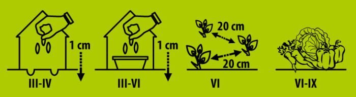Fine Verde Sweet Basil Seeds - Image 2