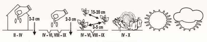 Szmaragd Dill Seeds - Image 2