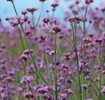 Vanity Verbena Patagonica Seeds