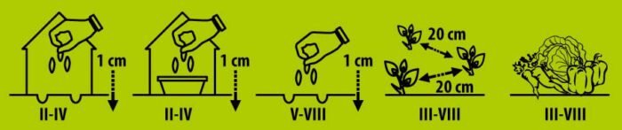 Wall Rocket Seeds - Image 2