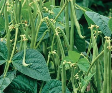 ​Maxi Dwarf French Bean Seeds
