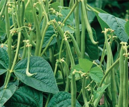 ​Maxi Dwarf French Bean Seeds