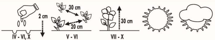 Pot Marigold Seeds - Image 2