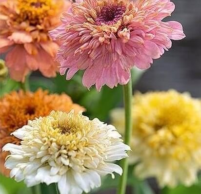 zinnia-peaches-cream1 Peaches & Cream Zinnia Seeds - Image 1