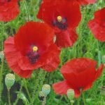 Red Poppy Seeds