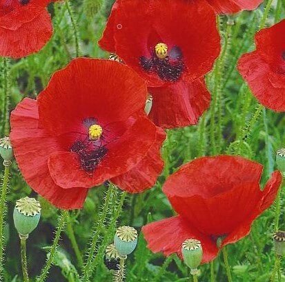 Red Poppy Seeds