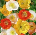 Victory Giant Poppy Seeds