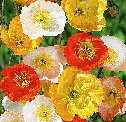 Victory Giant Poppy Seeds