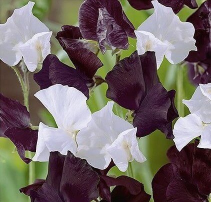 Day & Night Sweet Pea Seeds