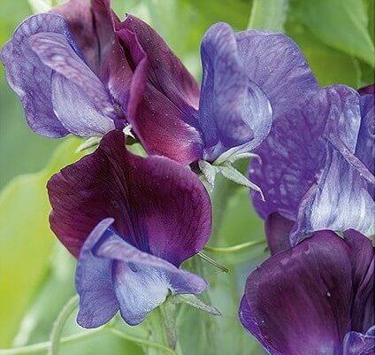 sweet-pea-grandiflora-matucana1 Grandiflora Matucana Sweet Pea Seeds - Image 1