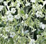 Starlight Dancer Tobacco Plant Seeds