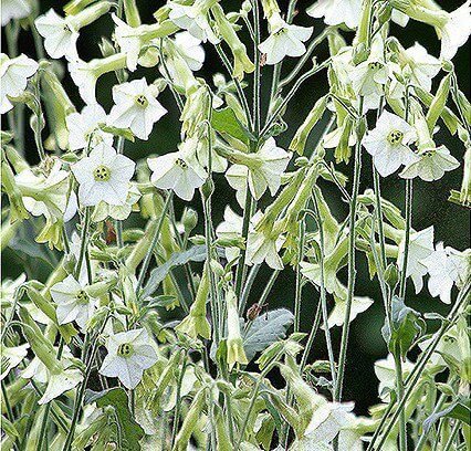 Starlight Dancer Tobacco Plant Seeds