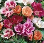 Monarch Satin Flower Seeds