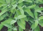 Garden Sage Seeds