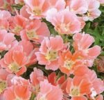 Salmon Princess Satin Flower Seeds