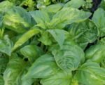 Large Sweet Basil Seeds