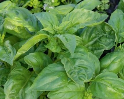 Large Sweet Basil Seeds