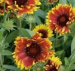 Burgundy Blanket Flower Seeds