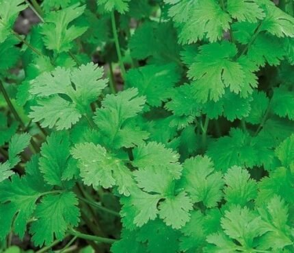 Lemon Coriander Seeds