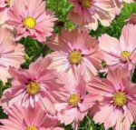 Apricotta Garden Cosmos Seeds