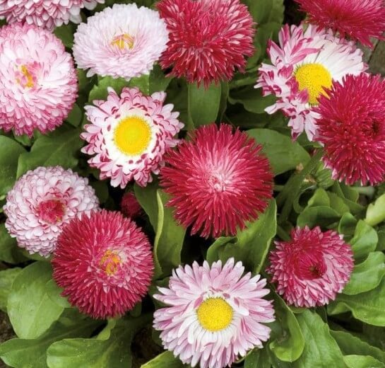 daisy mix1 Daisy Mix Seeds - Image 1