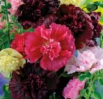 Majorette Hollyhock Seeds