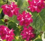 Raffles Morning Glory Seeds